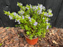 Strauch Veronica - Hebe 'Sommerblau'