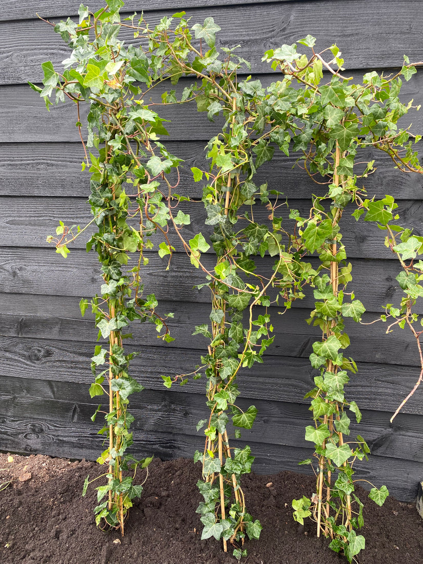 Irischer Efeu - Hedera hibernica