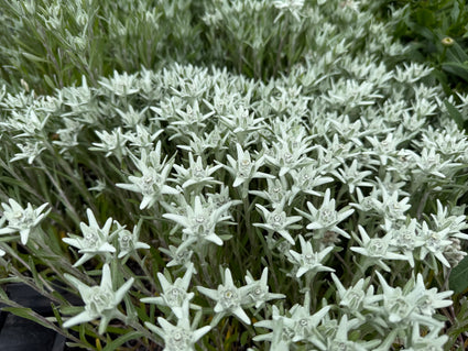 Edelweiß - Leontopodium souliei 'Alpina White'