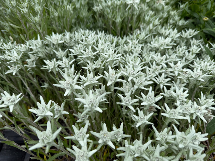 Edelweiß - Leontopodium souliei 'Alpina White'