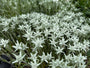 Edelweiß - Leontopodium souliei 'Alpina White'