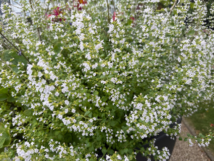 Kleiner Felsenthymian - Clinopodium calamintha 'White Cloud'