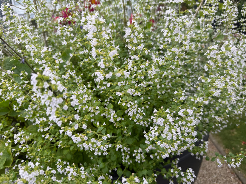 Kleiner Felsenthymian - Clinopodium calamintha 'White Cloud'