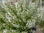 Kleiner Felsenthymian - Clinopodium calamintha 'White Cloud'