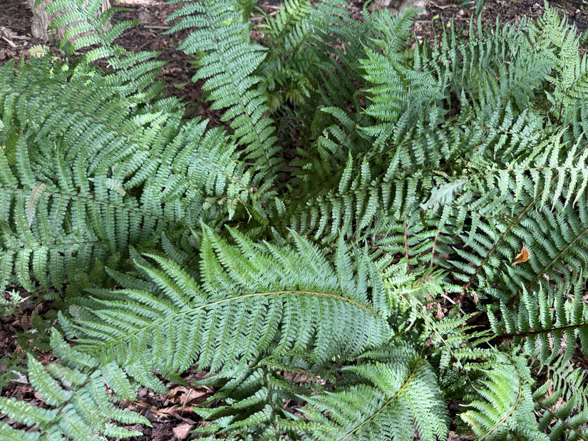 Schuppiger Wurmfarn - Dryopteris affinis 'Pinderi'