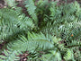 Schuppiger Wurmfarn - Dryopteris affinis 'Pinderi'