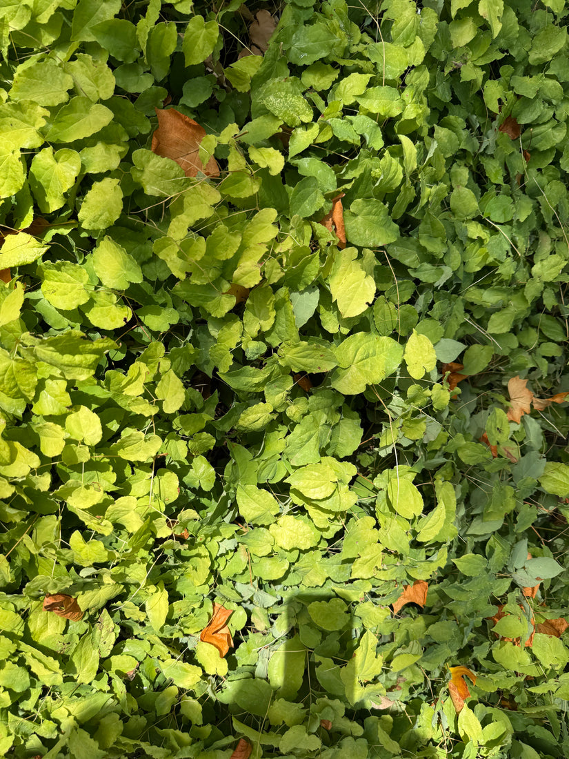 Elfenblume - Epimedium x cantabrigiense