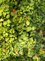 Elfenblume - Epimedium x cantabrigiense