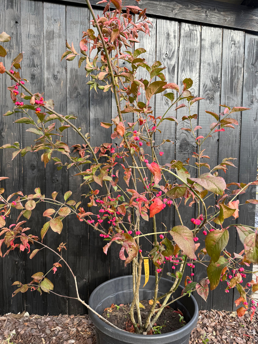 Wilder Kernbeißer - Euonymus europaeus 'Red Cascade'
