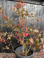 Wilder Kernbeißer - Euonymus europaeus 'Red Cascade'