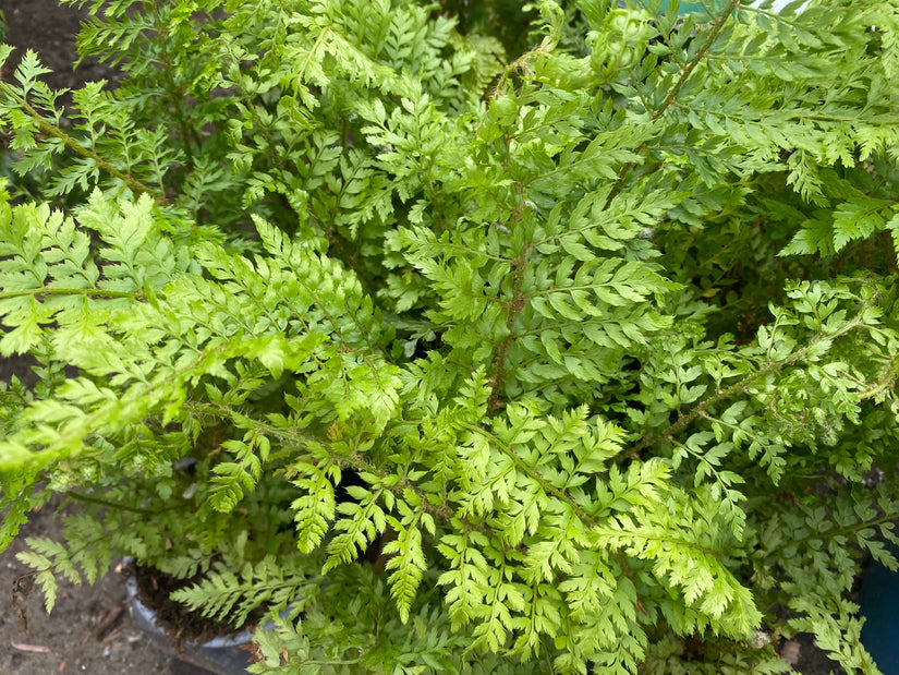 Weicher Nadelfarn - Polystichum setiferum 'Proliferum'