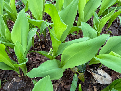 Maiglöckchen - Convallaria majalis