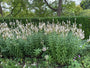 Spike-Ehrenpreis (weiß) - Veronica spicata 'Icicle'