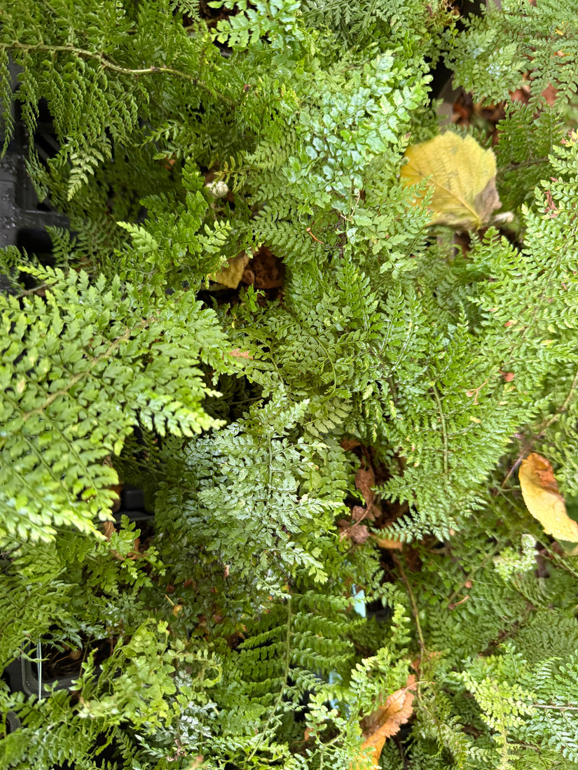 Weicher Nadelfarn - Polystichum setiferum 'Plumoso-densum'