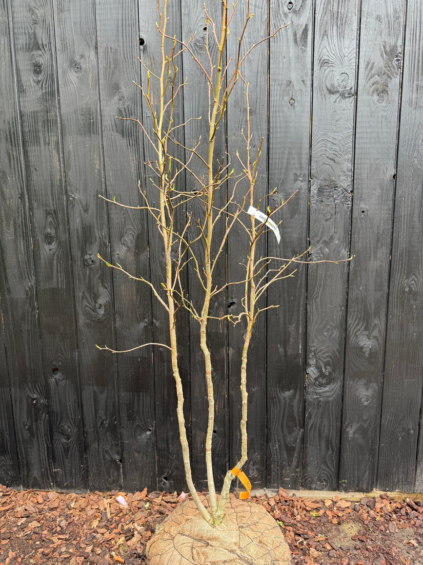Mehrstämmiger Amberbaum - Liquidambar styraciflua