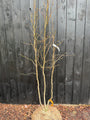 Mehrstämmiger Amberbaum - Liquidambar styraciflua