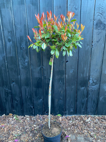 Photinia 'Red Robin' Halbstammbaum