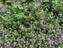 Storchschnabel - Geranium wlassovianum