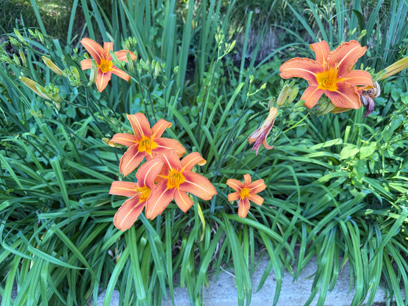 Bio-Taglilie (Pink) - Hemerocallis 'Pink Damask'