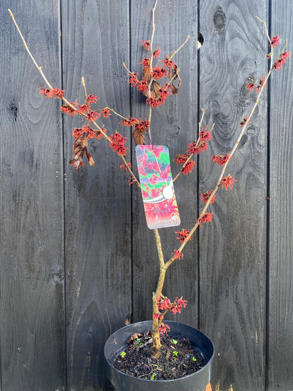 Rote Zaubernuss - Hamamelis x intermedia 'Ruby Glow'