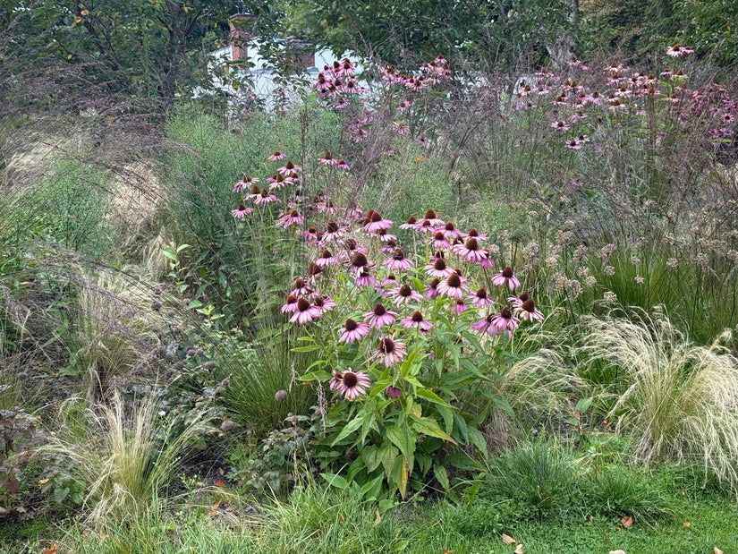 Bio-Lila Sonnenhut – Echinacea purpurea