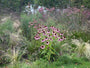 Bio-Lila Sonnenhut – Echinacea purpurea