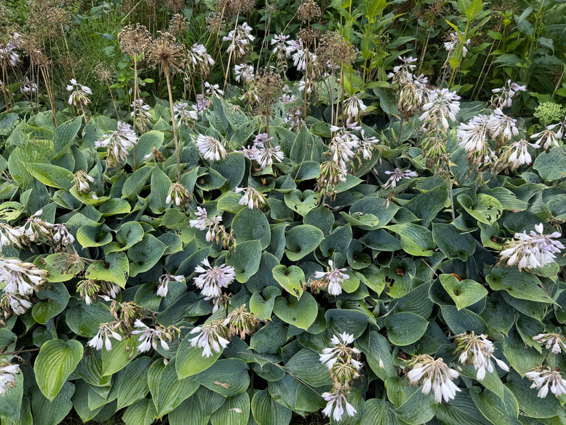 Herzlilie - Hosta tardiana 'Halcyon'