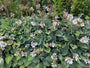 Herzlilie - Hosta tardiana 'Halcyon'