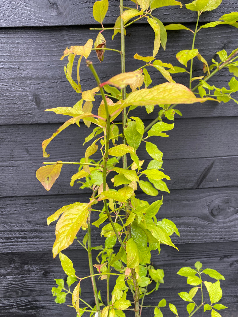 Wilder Kernbeißer - Euonymus europaeus