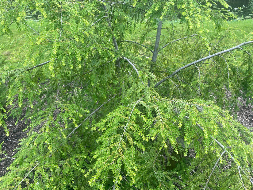 Östlicher Hemlocktanne - Tsuga canadensis