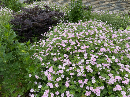 Biologischer Storchschnabel (grünes Blatt mit weißem Rand), hellrosa – Geranium 'Dreamland'