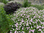 Storchschnabel (grünes Blatt, mit weißem Rand) Hellrosa - Geranium 'Dreamland'
