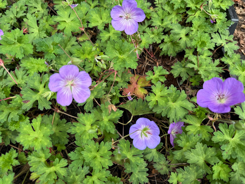 Bio-Storchschnabel - Geranie 'Azure Rush'