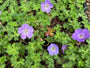 Bio-Storchschnabel - Geranie 'Azure Rush'