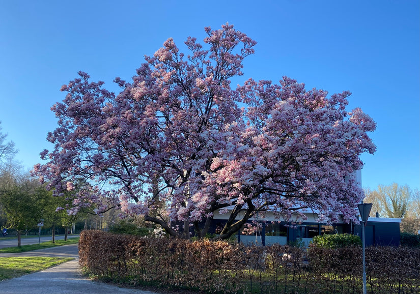Gewöhnliche Magnolie - Magnolia x soulangeana