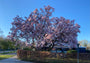 Gewöhnliche Magnolie - Magnolia x soulangeana