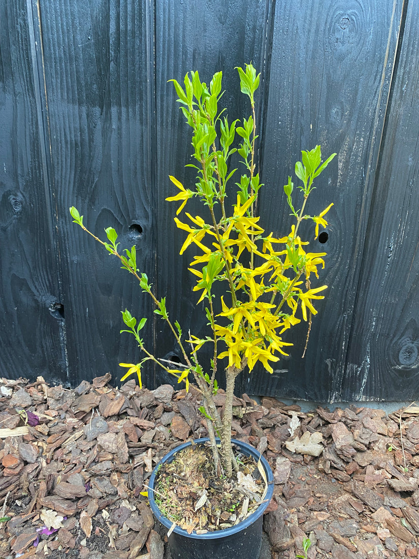 Chinesische Glockenblume - Forsythia x intermedia 'Spectabilis'