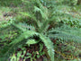 Weicher Nadelfarn - Polystichum setiferum