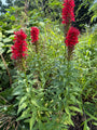 Scharlachrote Lobelie (rot) - Lobelia cardinalis