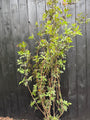 Schwarzer Holunder - Sambucus nigra 'Black Beauty'