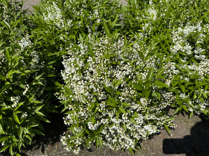 Schlanke Deutzie - Deutzia gracilis