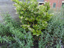 Mehrstämmiger Liguster - Ligustrum japonicum 'Texanum' (immergrüner Zierstrauch)