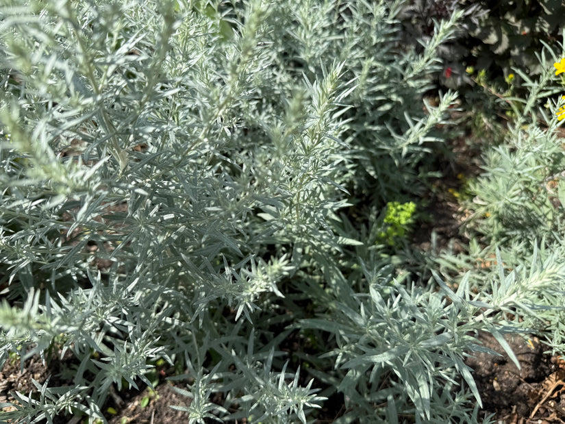 Westlicher Beifuß - Artemisia ludoviciana 'Silver Queen'