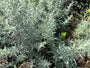 Westlicher Beifuß - Artemisia ludoviciana 'Silver Queen'