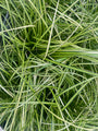 Gewöhnliche Schafgarbe - Achillea millefolium 'Milly Rock Rose'