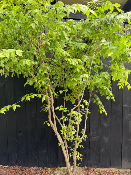 Japanische Pseudoulme - Zelkova serrata