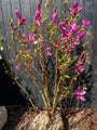Mehrstämmiger Biberbaum (rosa) - Magnolia 'Susan' Strauchform