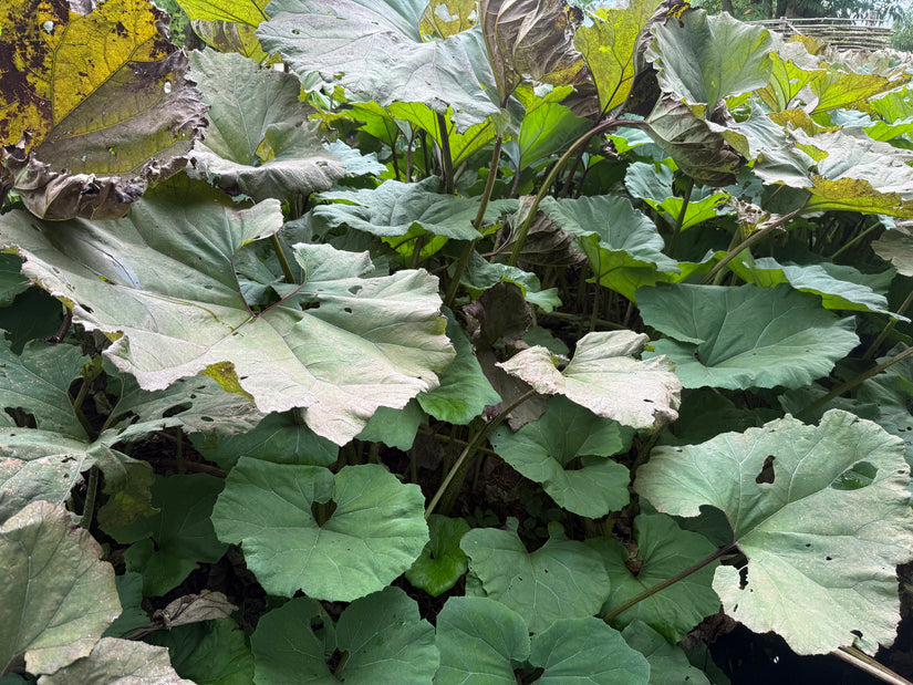 Pestwurz - Petasites hybridus