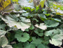 Pestwurz - Petasites hybridus