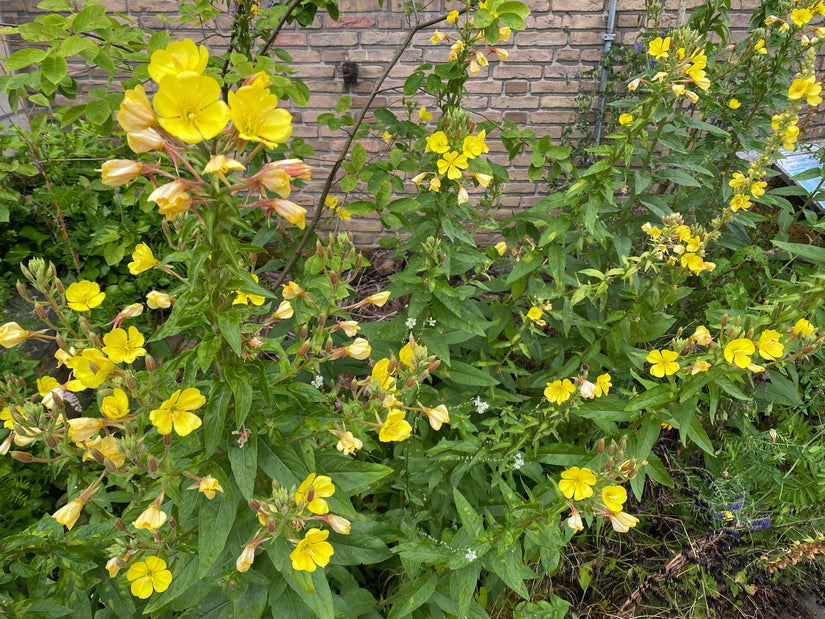 Mittlere Nachtkerze - Oenothera biennis